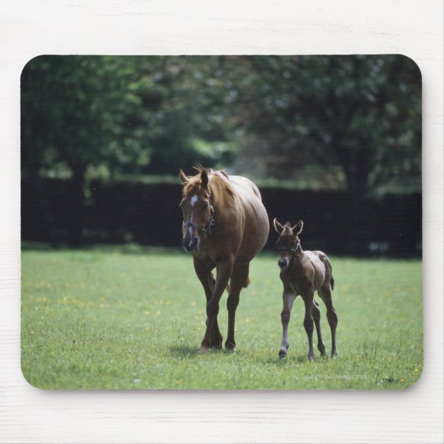 Horses - Thoroughbred, Mare And Foal, Mouse Pad (Front)
