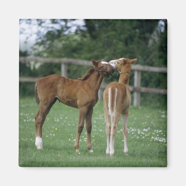 Horses - Thoroughbreds, Foals, Magnet (Front)