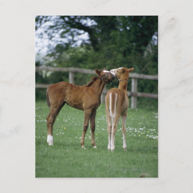 Horses - Thoroughbreds, Foals, Postcard (Front)