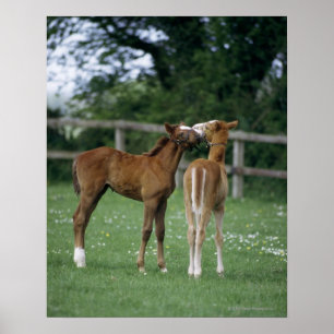 Horses - Thoroughbreds, Foals, Poster