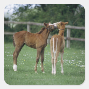 Horses - Thoroughbreds, Foals, Square Sticker