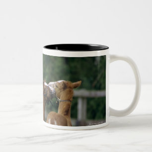 Horses - Thoroughbreds, Foals, Two-Tone Coffee Mug