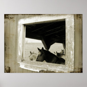 Horses Through A Barn Window Poster