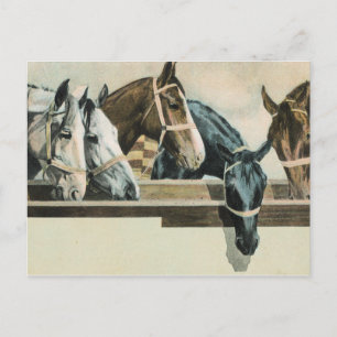 Horses Together postcard