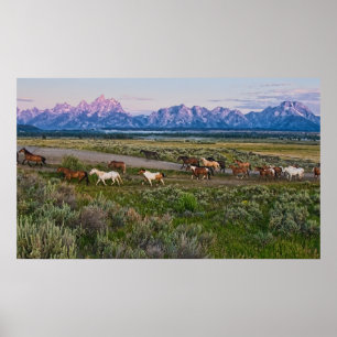 Horses Walk Poster
