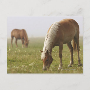 horses wildflower meadow morning mist Piano Postcard