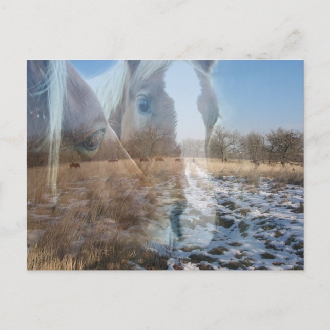 Horses Winter Greeting Postcard (Front)