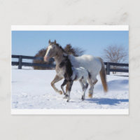 Horses Winter Snow Sports Country Farm Love
