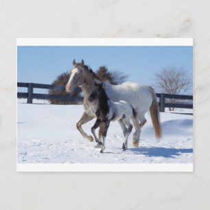Horses Winter Snow Sports Country Farm Love Postcard