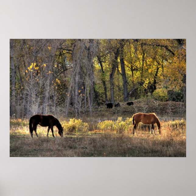 Horses with Bears in Background Photo Poster (Front)