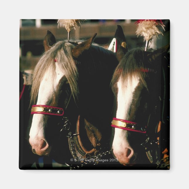Horses with headdresses magnet (Front)