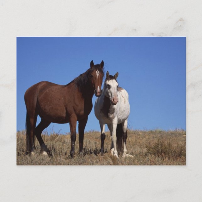 Horses with Sky Background Postcard (Front)