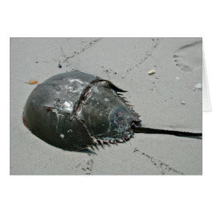 Horseshoe Crab