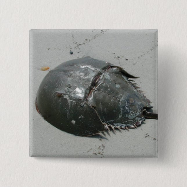 Horseshoe Crab 15 Cm Square Badge (Front)