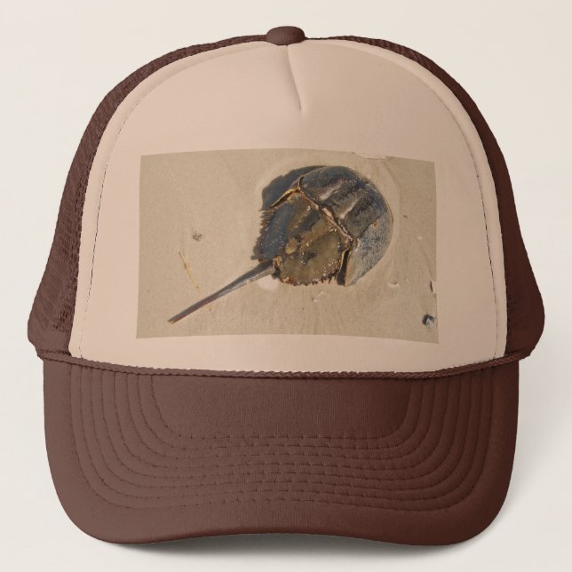 Horseshoe Crab Hat (Front)