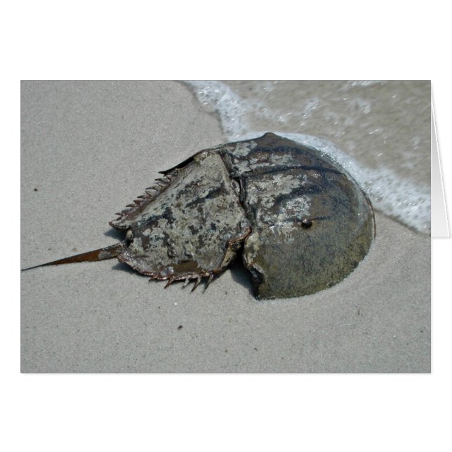 Horseshoe Crab - male (Front Horizontal)