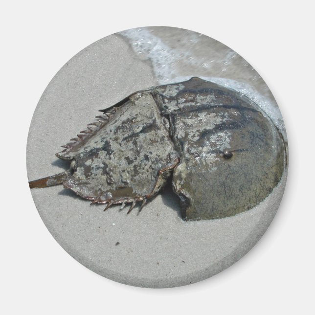 Horseshoe Crab - male Magnet (Front)