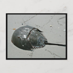 Horseshoe Crab Postcard