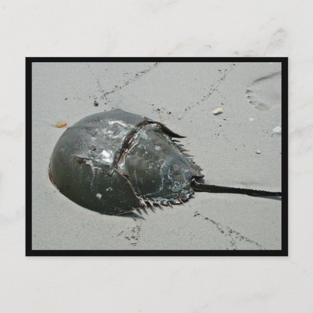 Horseshoe Crab Postcard (Front)