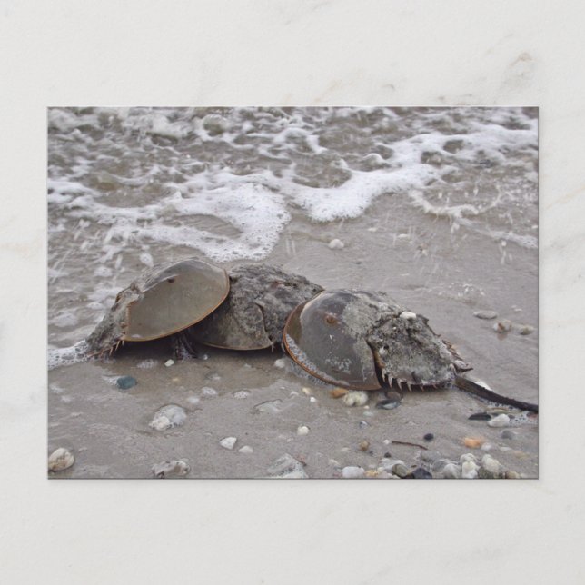 Horseshoe Crab Postcard (Front)