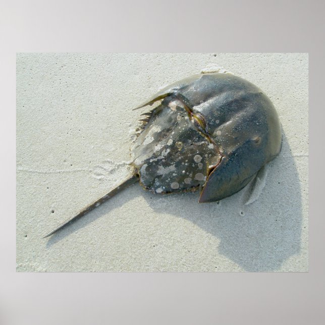 Horseshoe Crab Poster (Front)