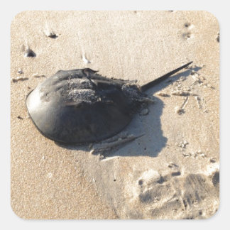 horseshoe crab square sticker