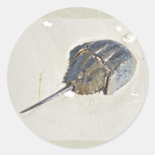 Horseshoe Crab Sticker