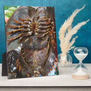 Horseshoe Crab ... Thai Asian Street Food Plaque