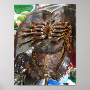 Horseshoe Crab ... Thai Asian Street Food Poster