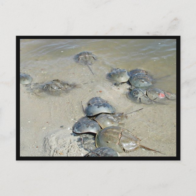 Horseshoe Crabs in water Postcard (Front)