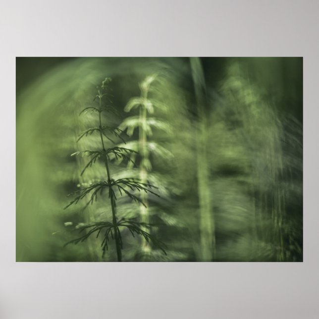 Horsetail Photo green floral design  Poster (Front)