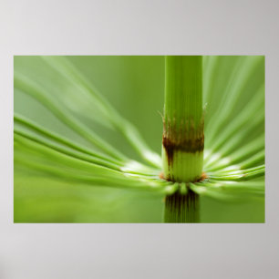 Horsetail, Stanley Park   British Columbia Poster