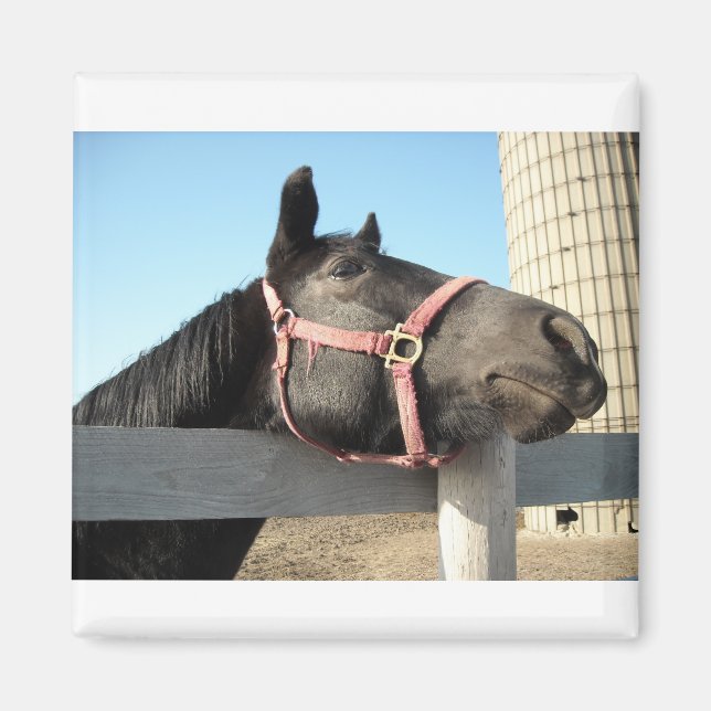 Horsing Around Magnet (Front)