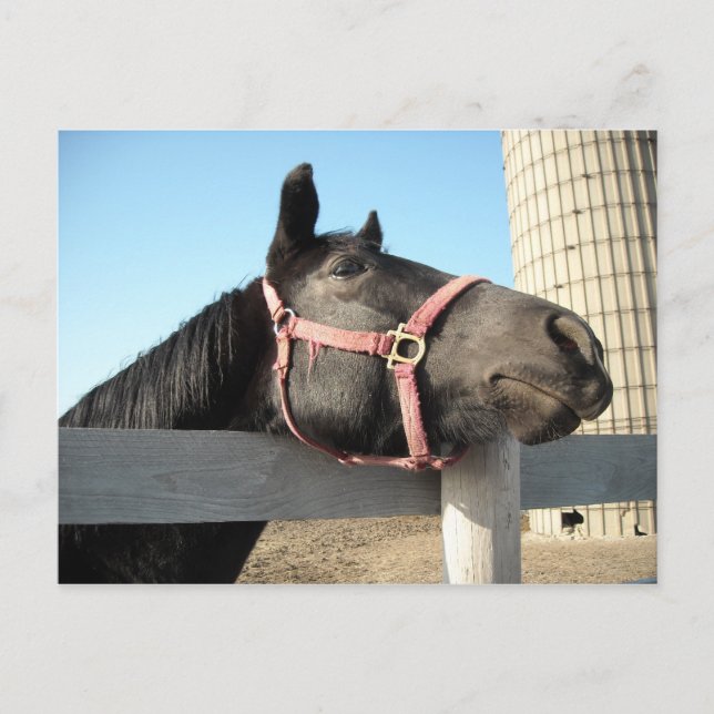 Horsing Around Postcard (Front)