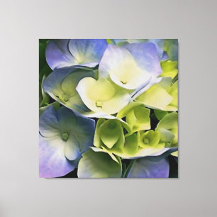 Hortensia Blossom Botanical Art Blue And Yellow Canvas Print
