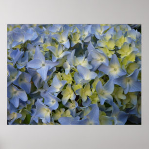 hortensia en fleur poster