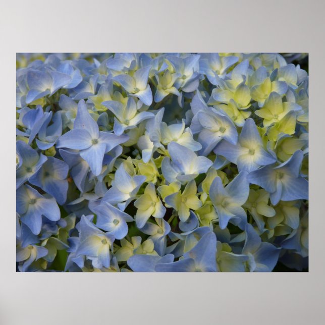 hortensia en fleur poster (Front)