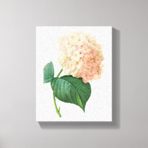 hortensia(Hydrangea sp.) by Redouté Canvas Print