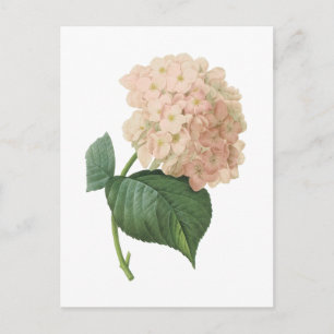 hortensia(Hydrangea sp.) by Redouté Postcard