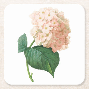 hortensia(Hydrangea sp.) by Redouté Square Paper Coaster