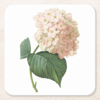 hortensia(Hydrangea sp.) by Redouté Square Paper Coaster