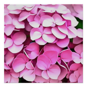 Hortensia Pink Petals Artistic Abstract Poster