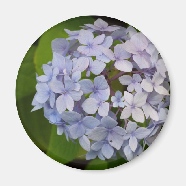 hortensie magnet (Front)