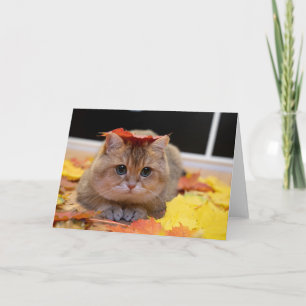 Hosico and yellow leaves card