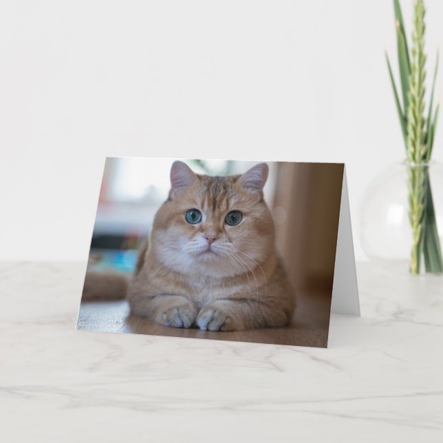 Hosico Card (Front)