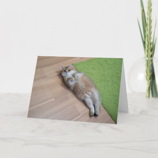 Hosico cute cat card (Front)