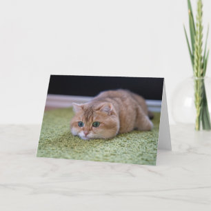 Hosico dreams card