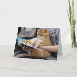 Hosico is reading a book card