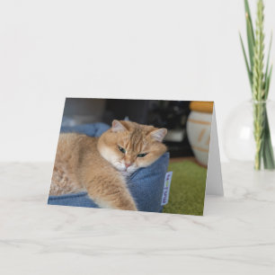 Hosico is resting card