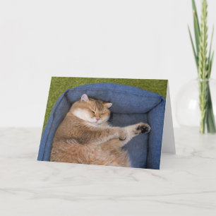 Hosico is sleeping card